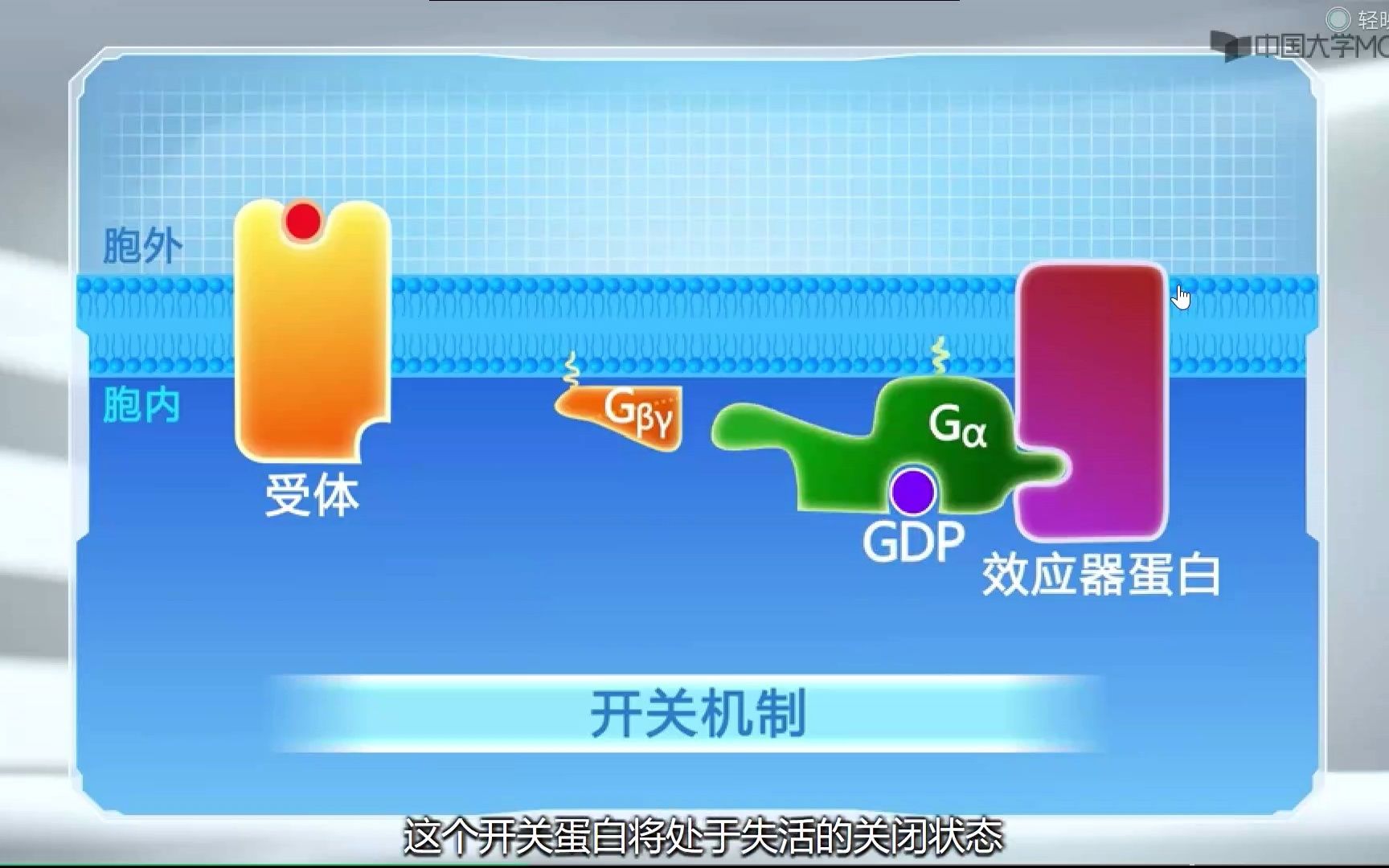 G蛋白偶联受体开关机制哔哩哔哩bilibili