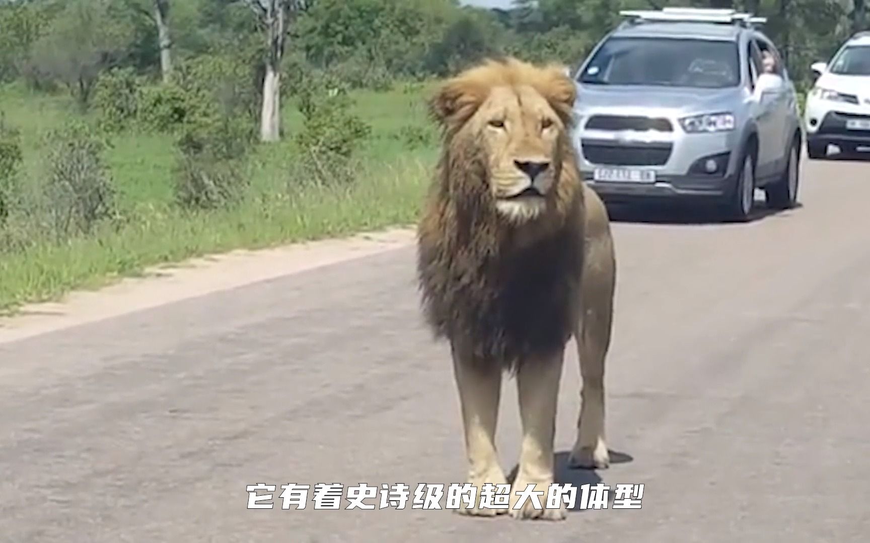 [图]征战十年的疤面狮王，最后将自己残破的躯体叶落归根！