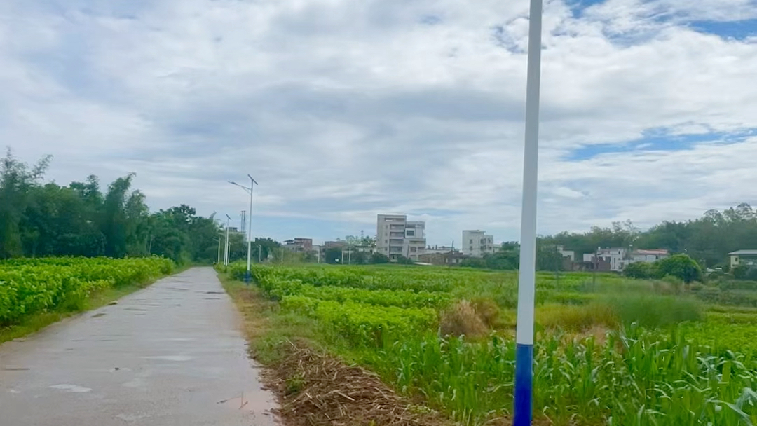 [图]雨后爱国小电鸡