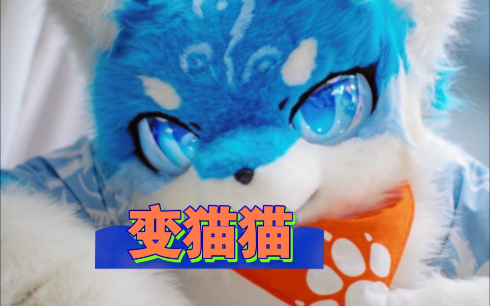 变!猫!猫!哔哩哔哩bilibili