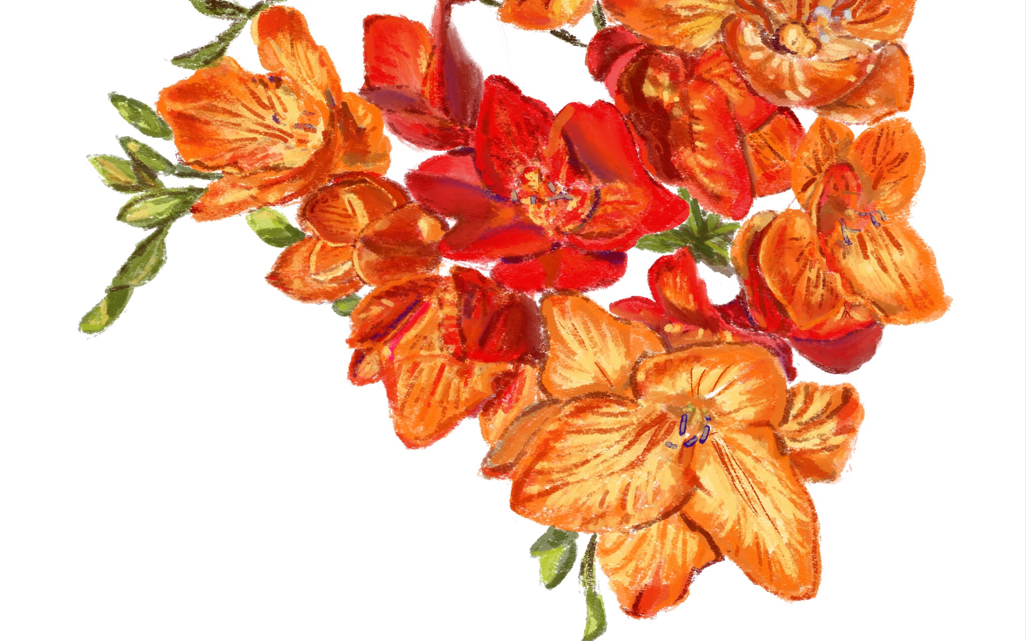 活动作品色彩练习红色香雪兰