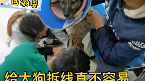 绝育手术后的第十天 缝线已拆完 伤口愈合的很好 接狗狗回家了 哔哩哔哩