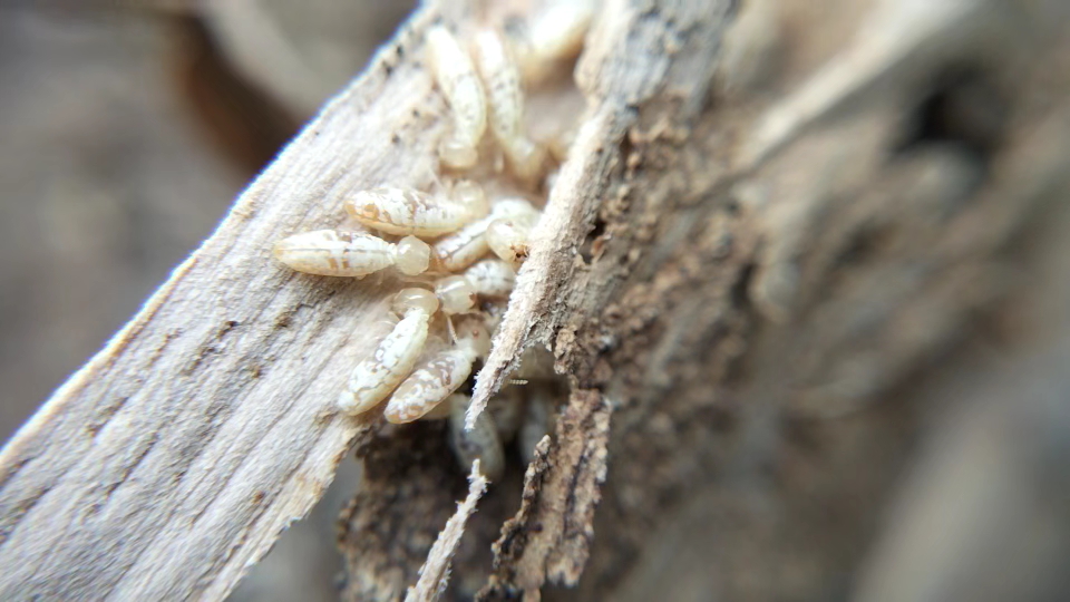 锯白蚁 神奇的天涯锯白蚁 采食