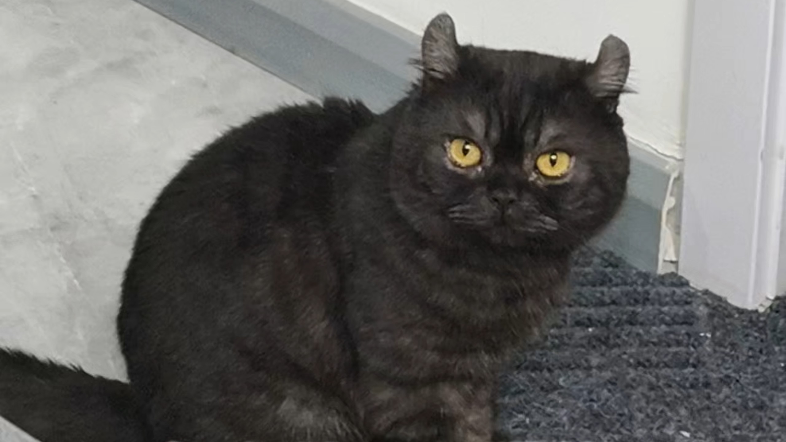 怎么从一只猫的脸上看出表情