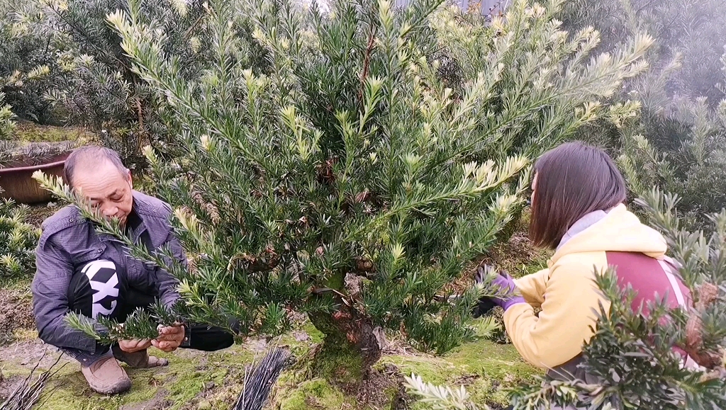 [图]罗汉松盆景蟠扎在什么时候最好？