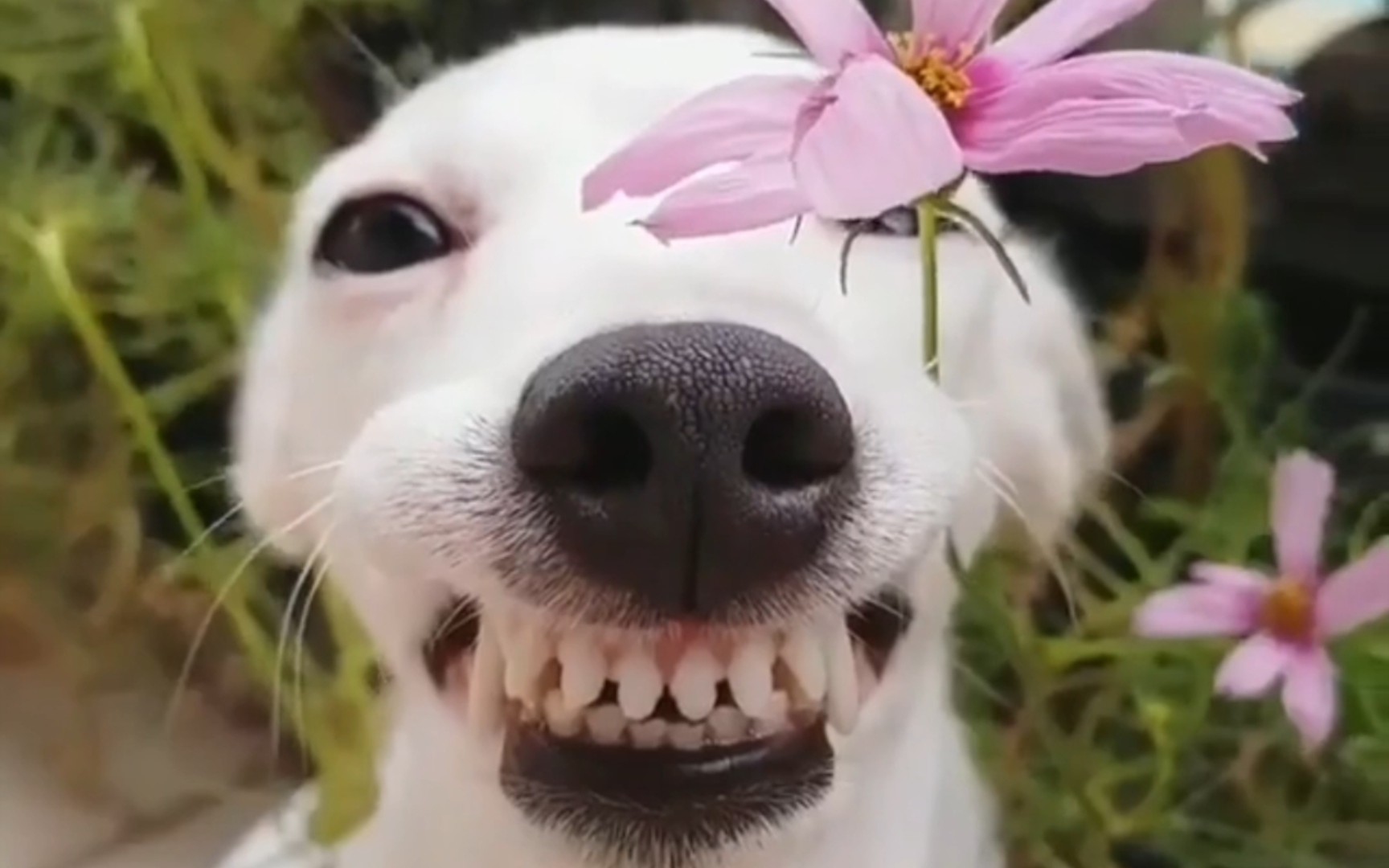 【笑出猪叫】这些小可爱搞笑瞬间,让你忘记一切烦恼!