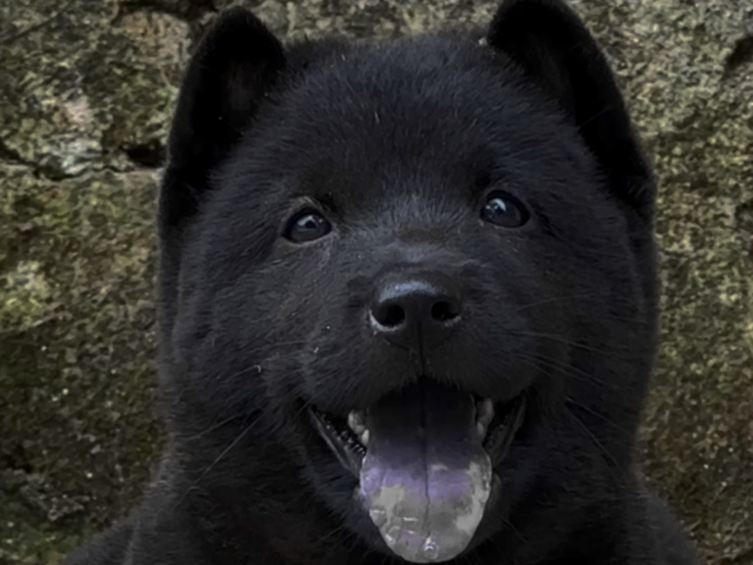 即将让全世界都认识的犬种,中国唐狗哔哩哔哩bilibili