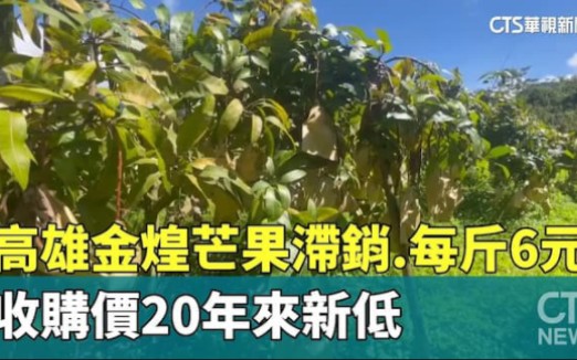 台湾高雄金煌芒果滞销,每斤6元,收购价20年来新低……哔哩哔哩bilibili