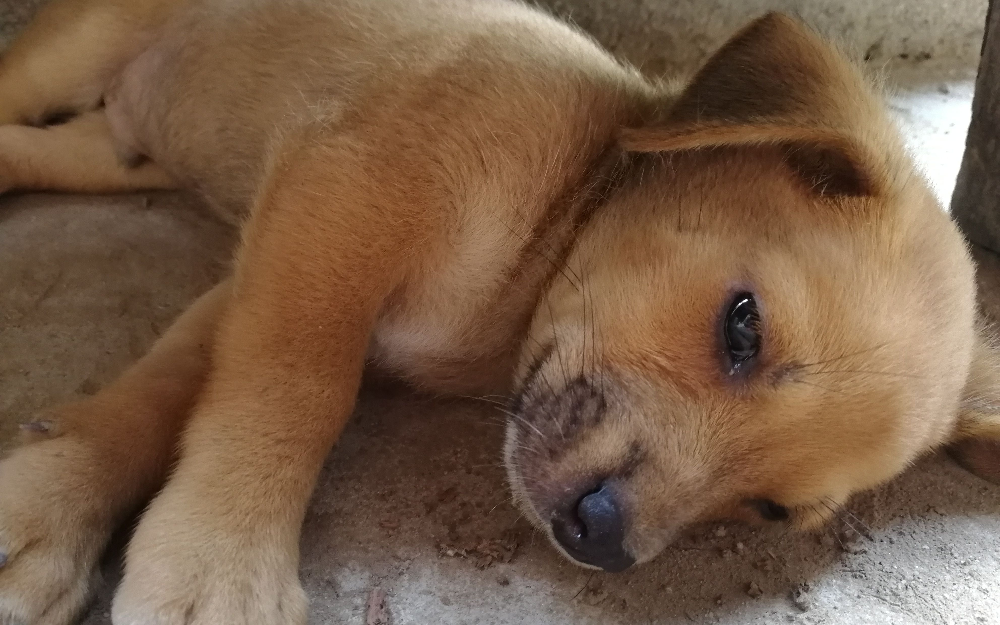 【中华田园犬】五月与初一 不信你不无聊之睡觉觉