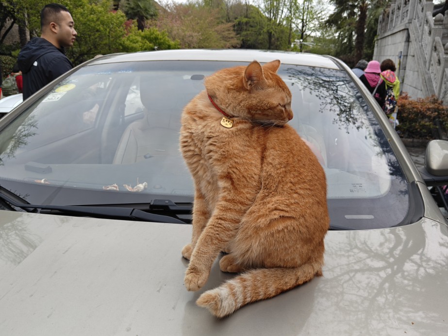 鸡鸣寺素菜馆的大橘猫善喜的后续来啦…上次在鸡鸣寺素菜馆偶遇善喜,并分享出来,结果大家都很喜欢他.这次专程去看善喜哔哩哔哩bilibili