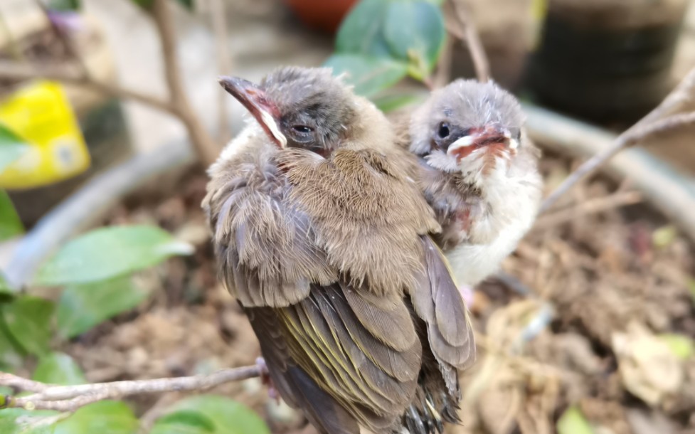 樹上掉下來兩隻小鳥,急壞了鳥爸爸鳥媽媽