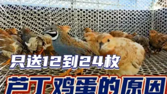 为什么芦丁鸡种蛋只送给大家12到24枚，做宠物饲料这样最合适