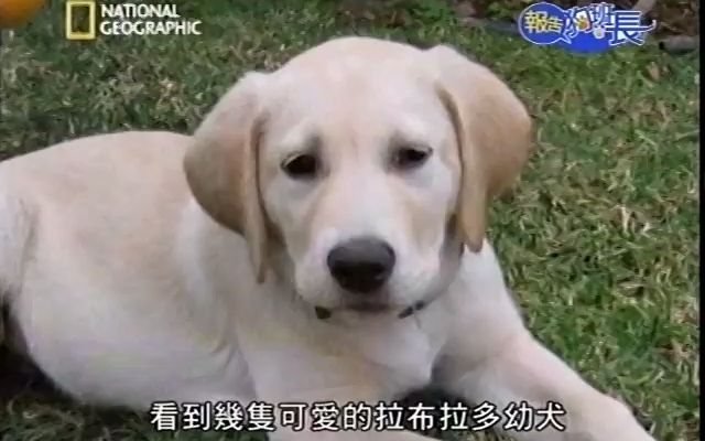 [图]【Dog Whisper】狗语者，被咬最狠的一次