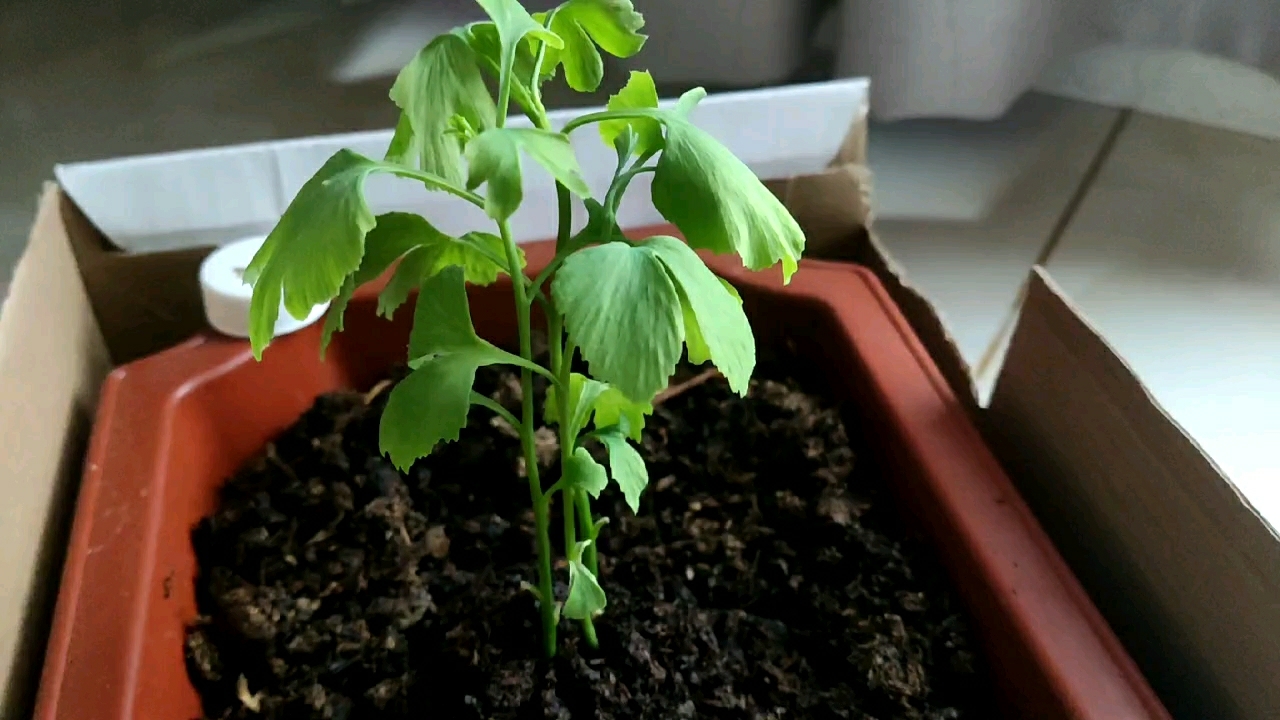 [图]银杏树种植第40天