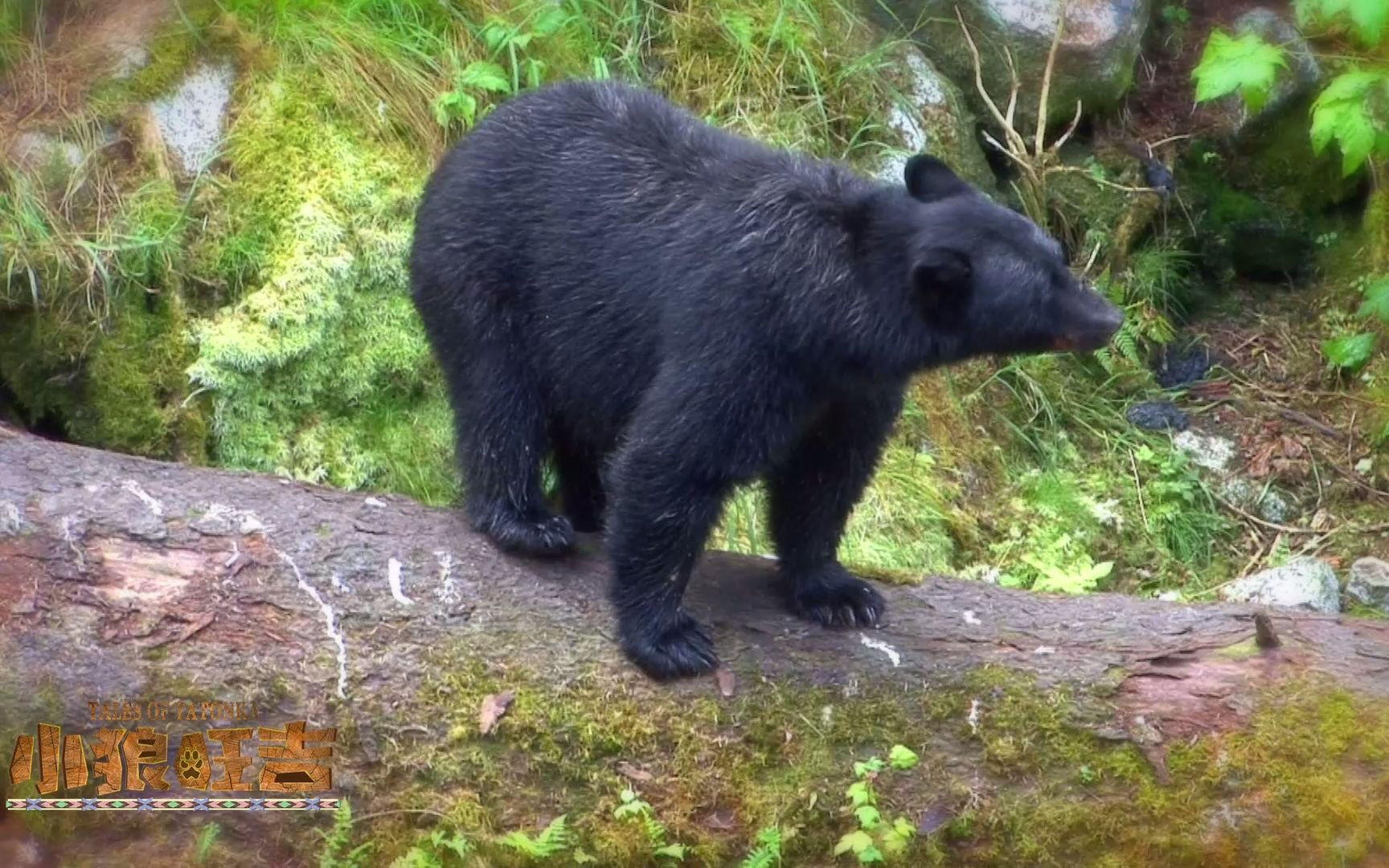 日本野生动物园发生惨剧 黑熊攻击人致死 | 大纪元