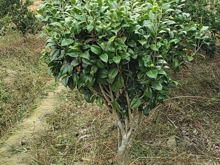 江西省铜鼓县茶花苗圃直供,茶花苗木哔哩哔哩bilibili