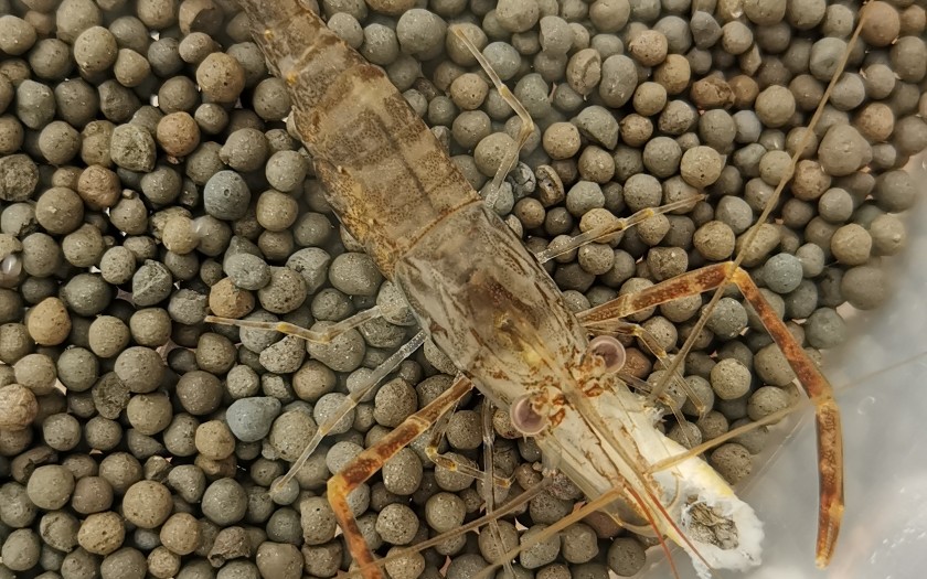 [图]日本沼虾捕食蝌蚪