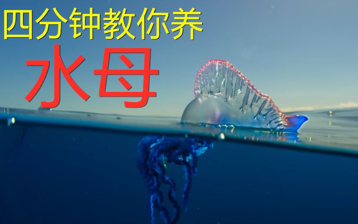 「海洋生物科普」四分钟教你养水母设备篇哔哩哔哩bilibili