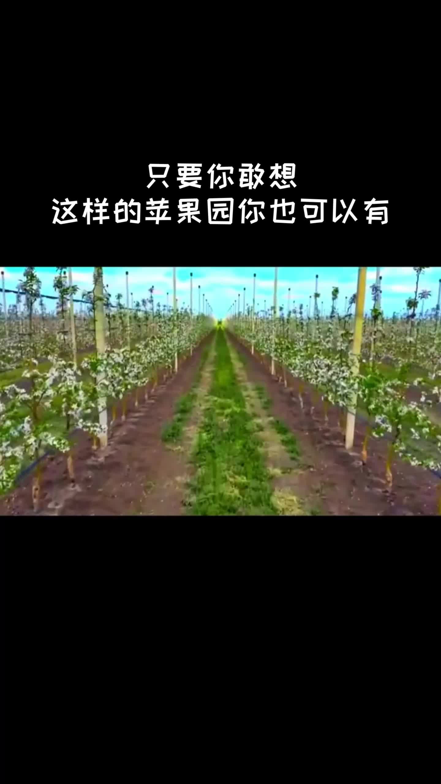 【农业灯塔】你知道苹果园长什么样吗哔哩哔哩bilibili