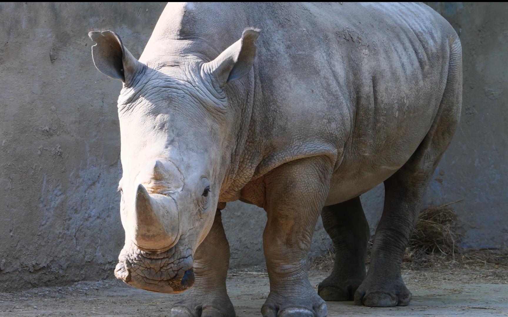 【白犀】陆地第二大哺乳动物