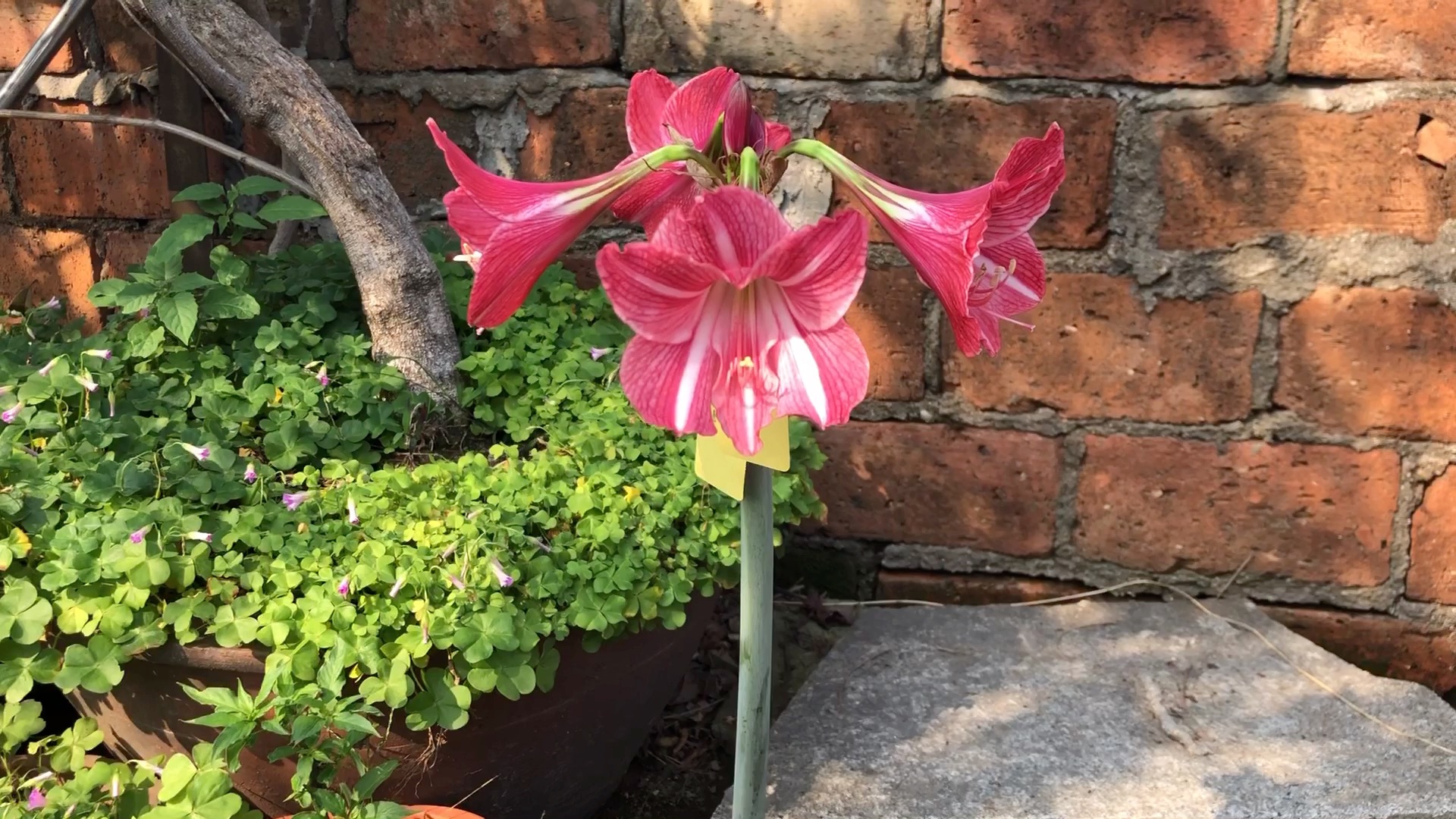朱顶红曼谷玫瑰_哔哩哔哩_bilibili