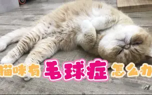 Download Video: 猫咪有毛球症怎么办