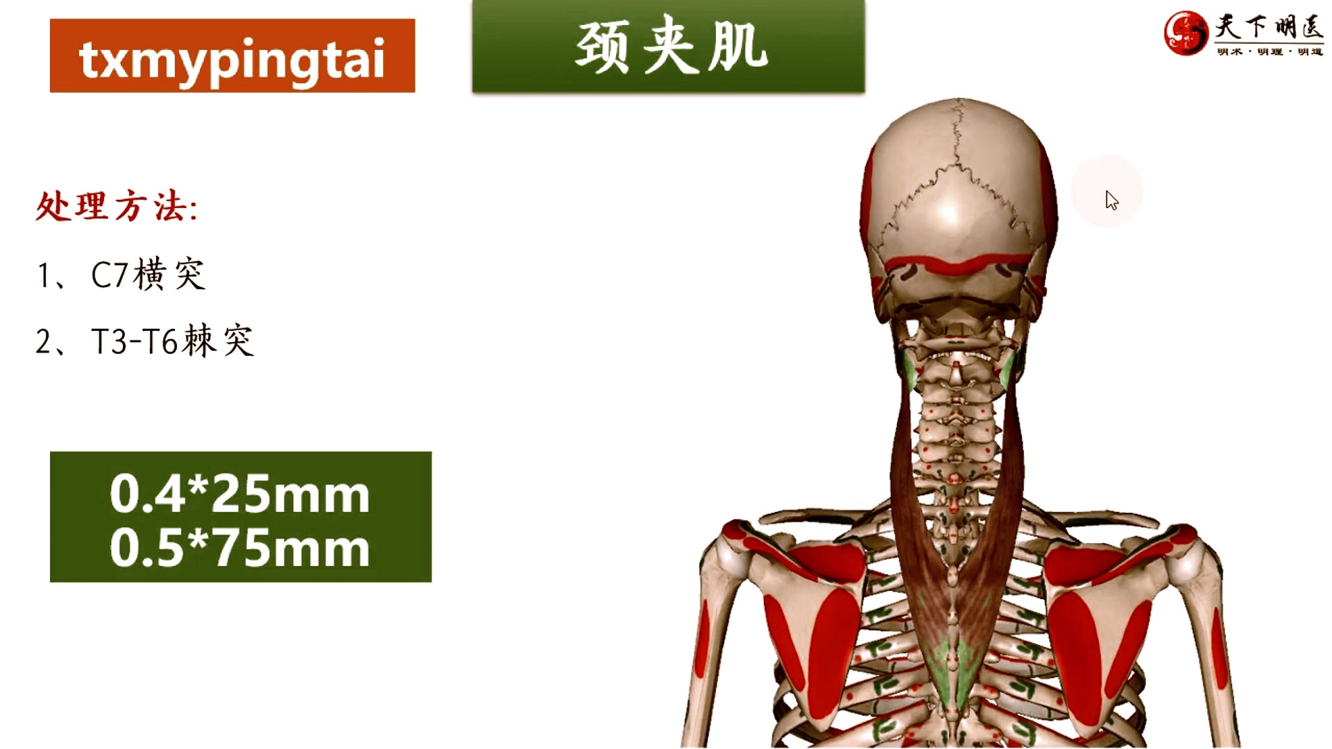 颈夹肌位置图片