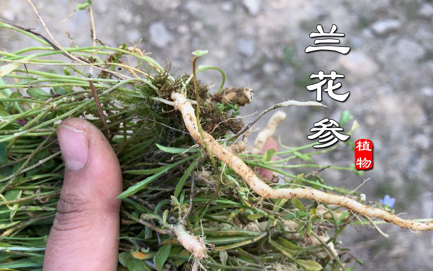 [图]地里遇到这种小草记得拔回家，它叫“兰花参”，别名金线吊葫芦