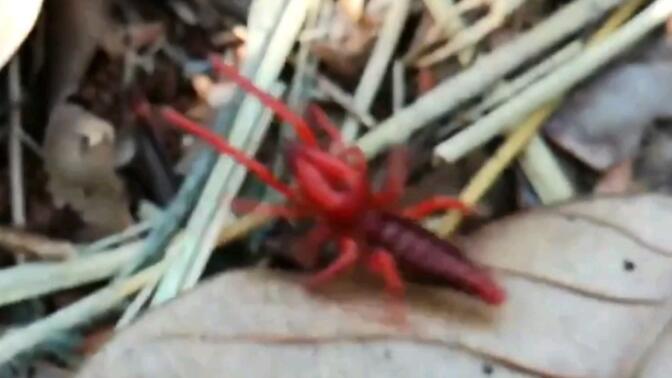 越南农村小伙在自家果园捡到一只红刺客避日蛛,黑日蛛科的小家伙