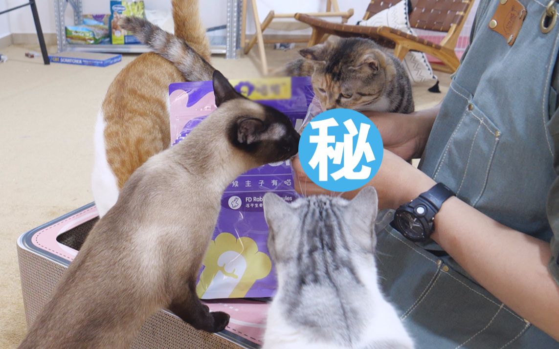 【柿子菌】养猫囤货时怎么买靠谱?哔哩哔哩bilibili