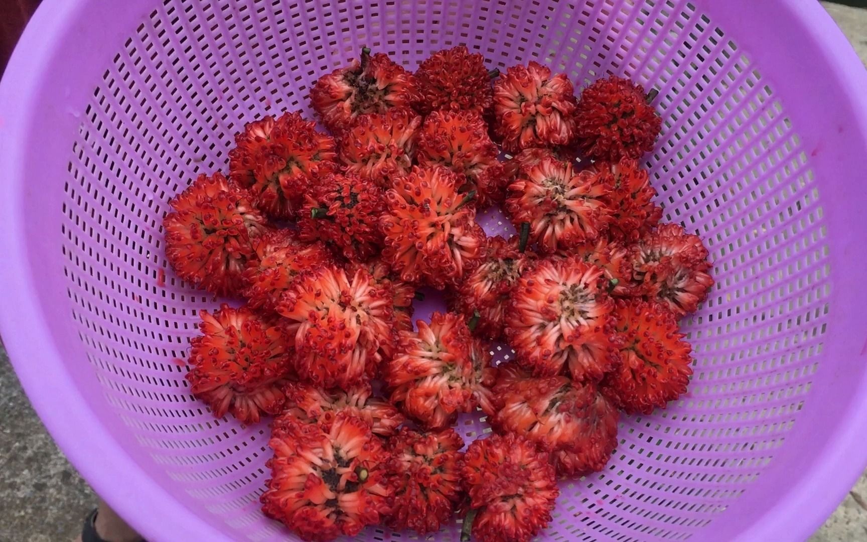 这是一种常见树的果子,味道很甜