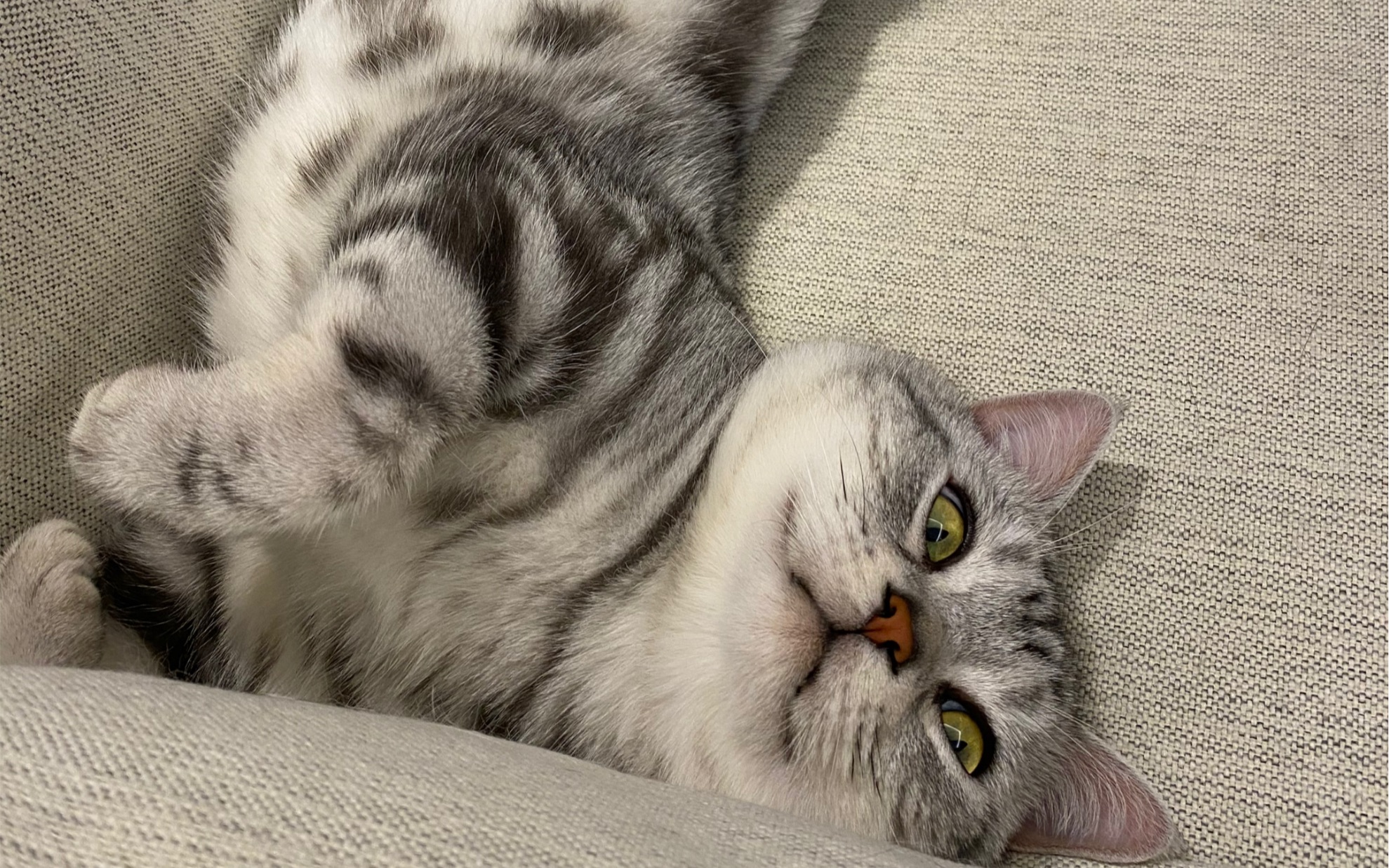 小猫咪的邪魅一笑,你心动了吗?