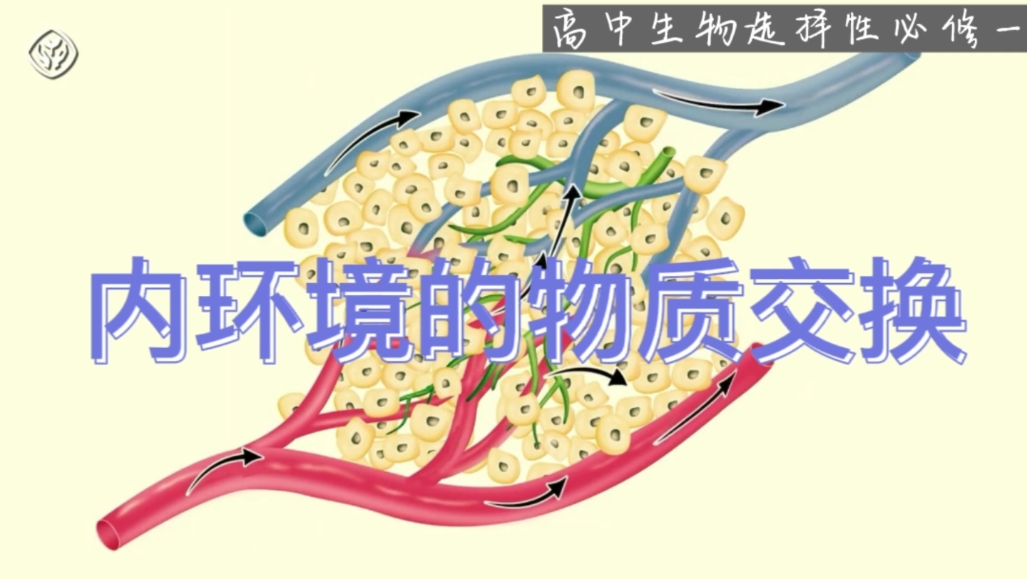 内环境的物质交换哔哩哔哩bilibili