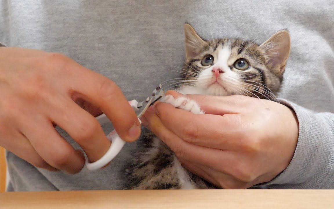 小猫coco第一次剪指甲,虽然害怕但是要表现乖乖