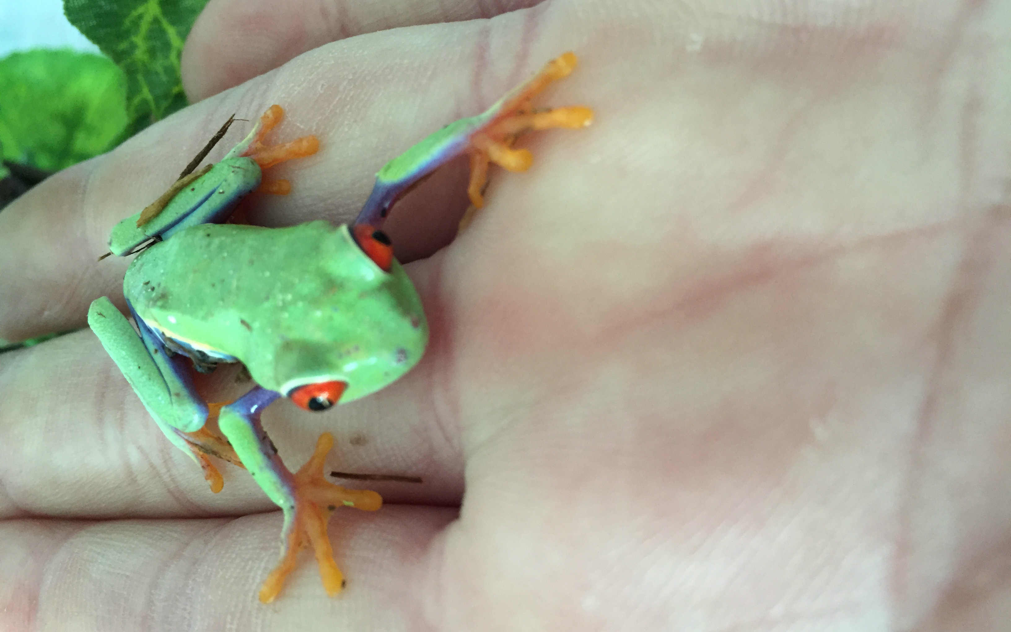 枝头精灵红眼树蛙开箱视频