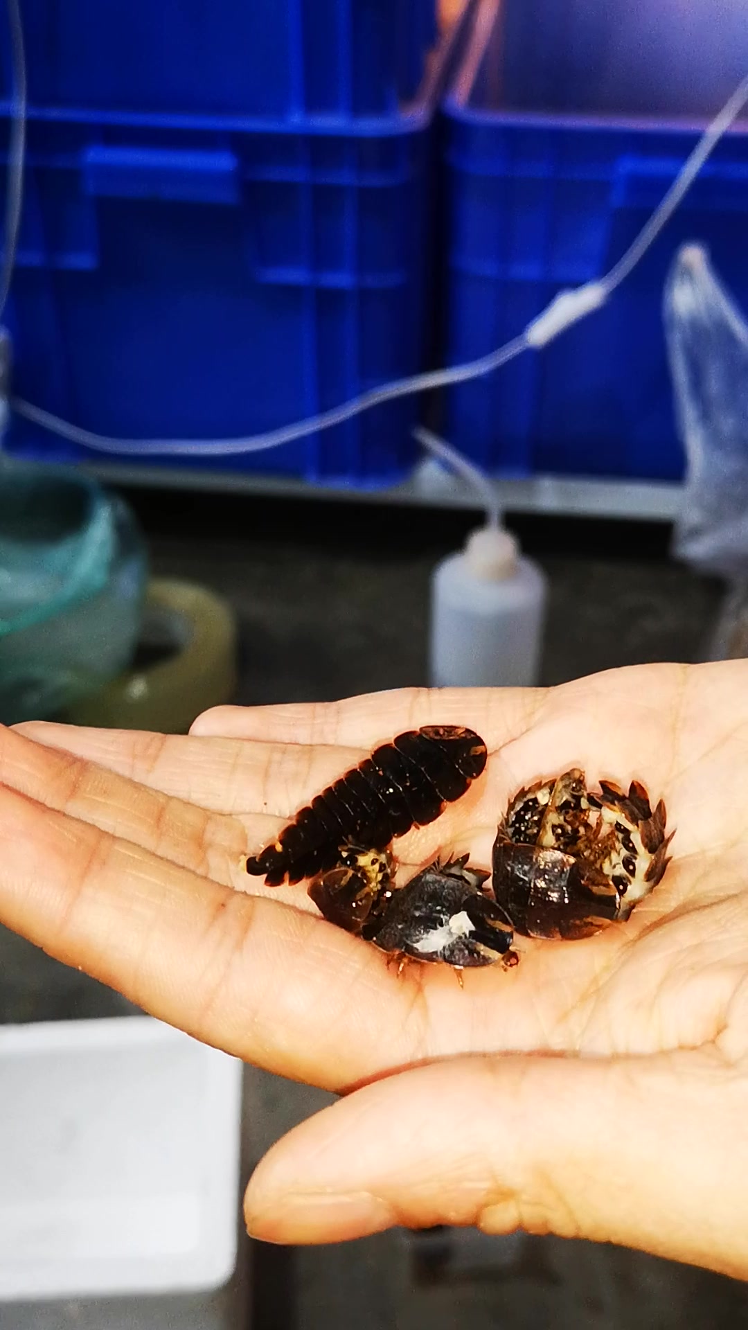 自然精灵:打包采集的扁萤,展示方法