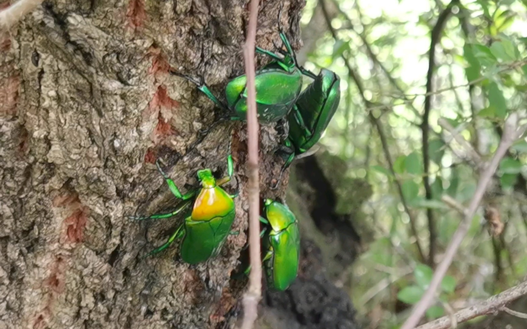 抓了些绿甲虫做饲料,正好回去拍破甲测试