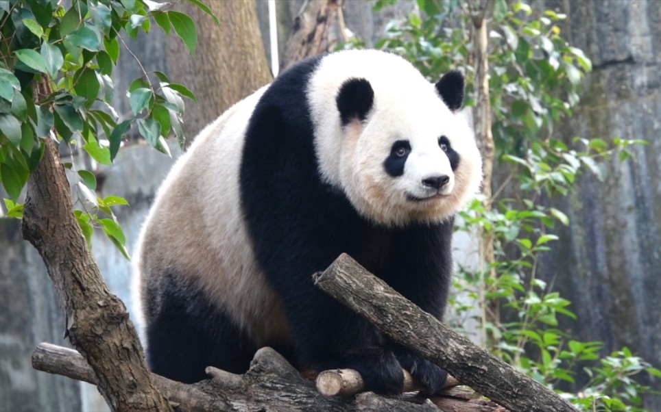 大熊猫是水做的吧,趁个痒都duang~duang~【大熊猫淼淼】_哔哩哔哩