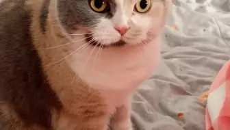 路亚遇到一只大花猫_哔哩哔哩_bilibili