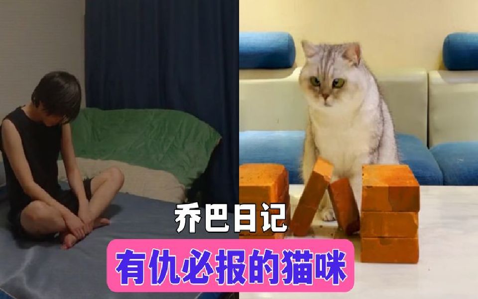 [图]功夫凶猫，铁头破砖金刚腿每天都暴揍铲屎官！网友：身法深厚啊！