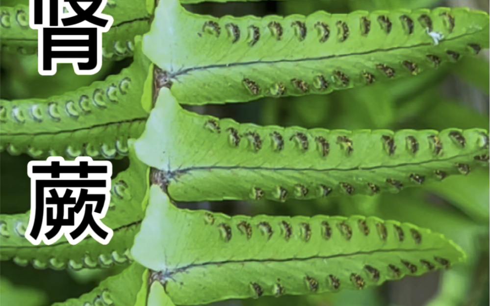 野生石黄皮的功效