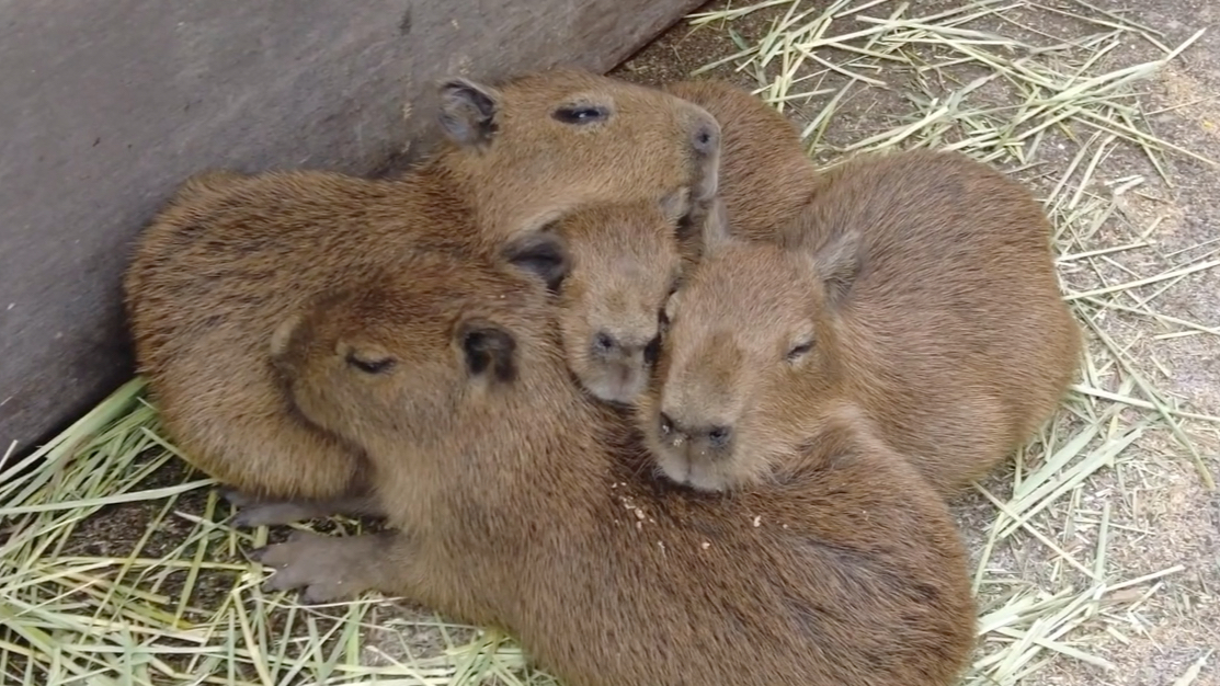 今年刚出生的小水豚宝宝们,已经开始在外营业了.