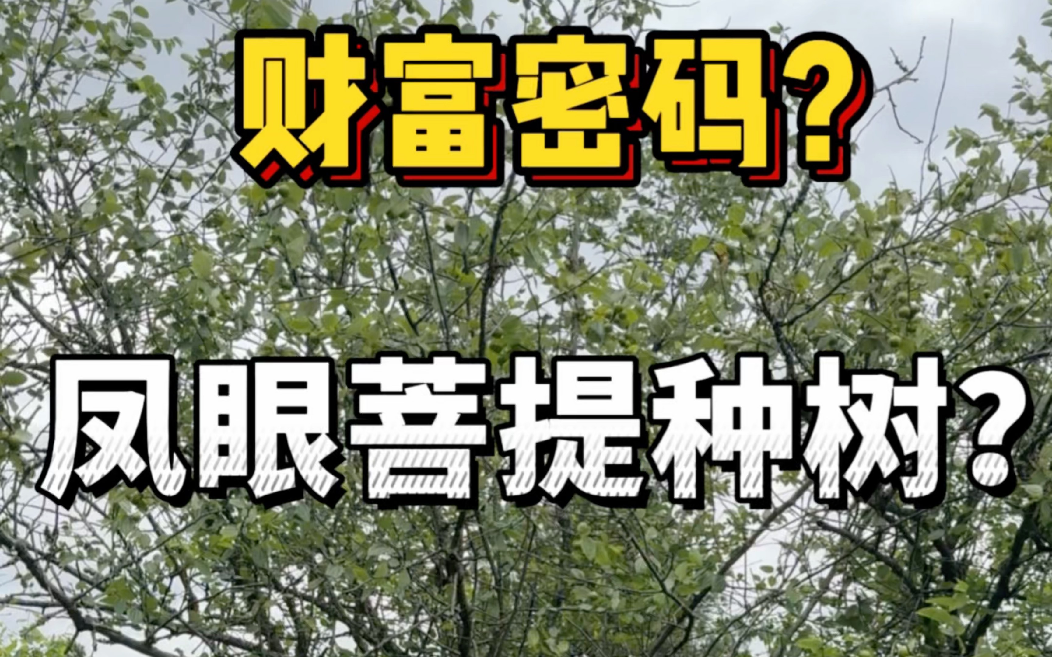 财富密码?凤眼菩提种树?哔哩哔哩bilibili