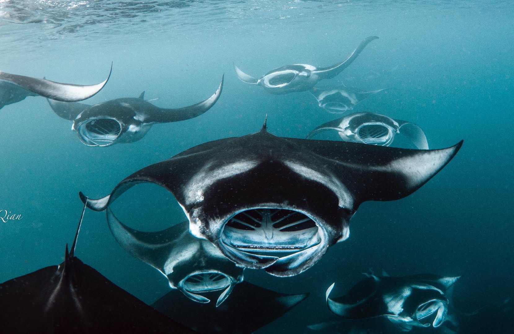 深深的迷醉于海洋这"蓝色鸦片"之中