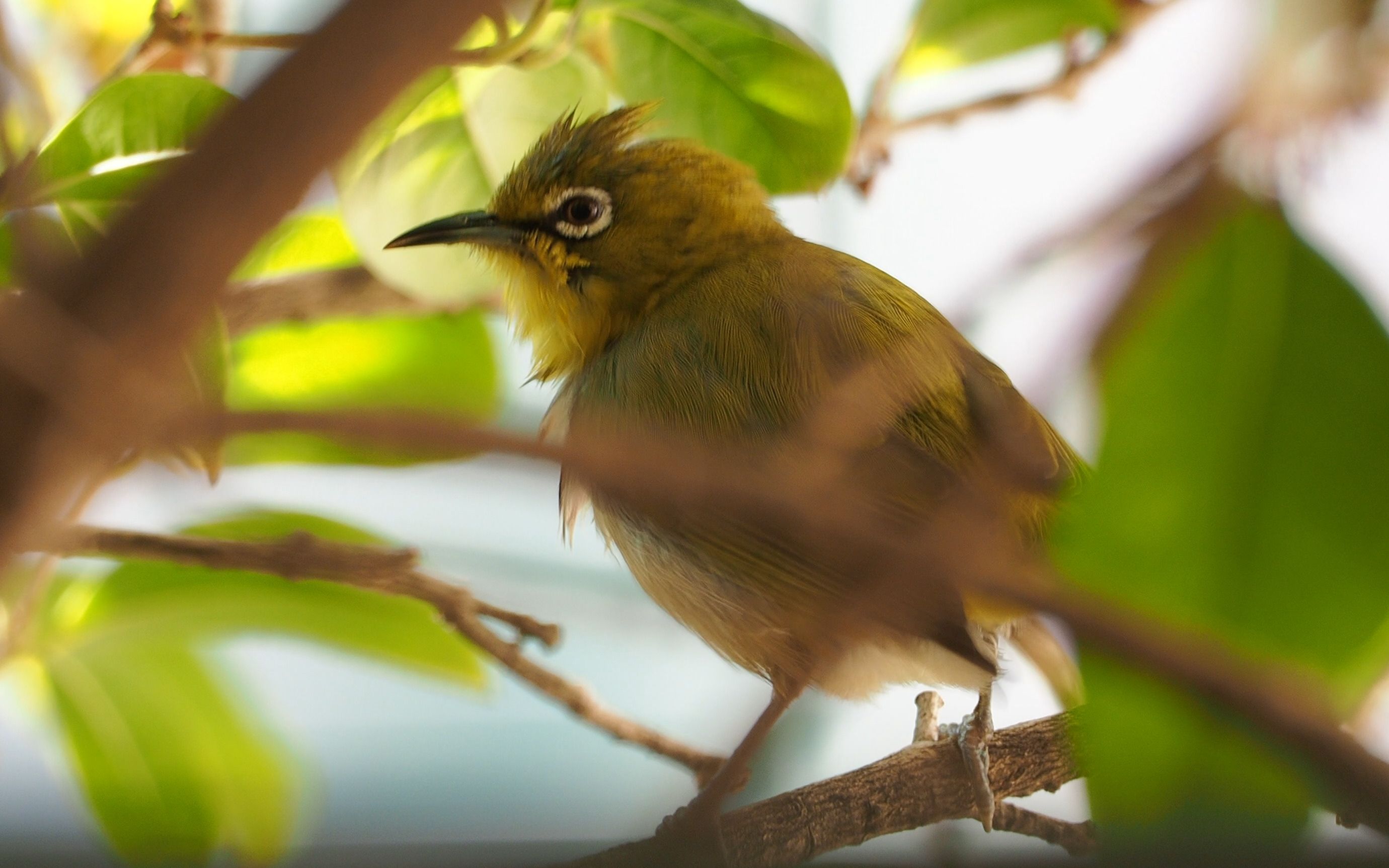 躲在我家阳台桂花树里梳理羽毛的暗绿绣眼鸟