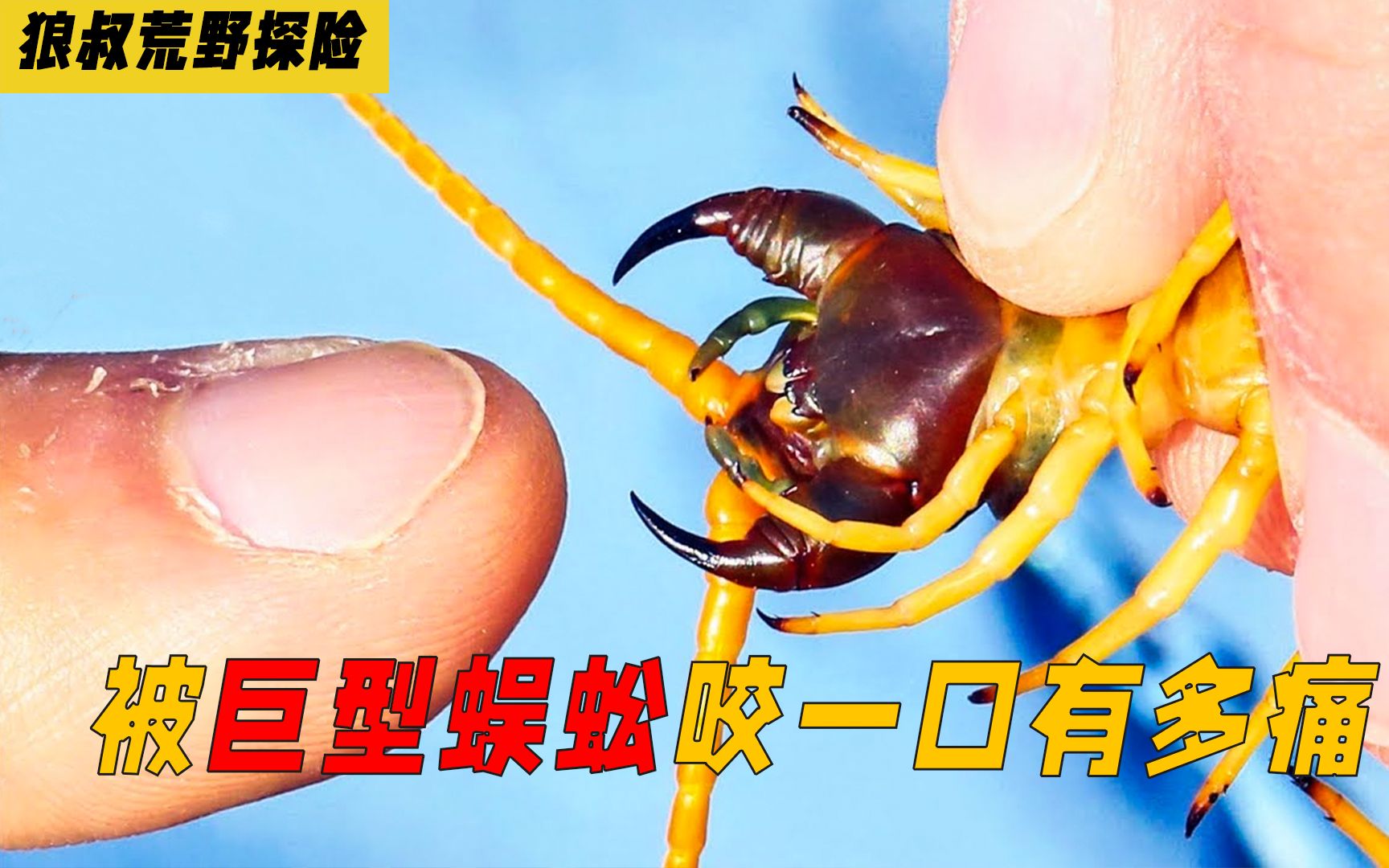 胆小慎入狼叔挑战被巨型沙漠蜈蚣咬疼到满地打滚