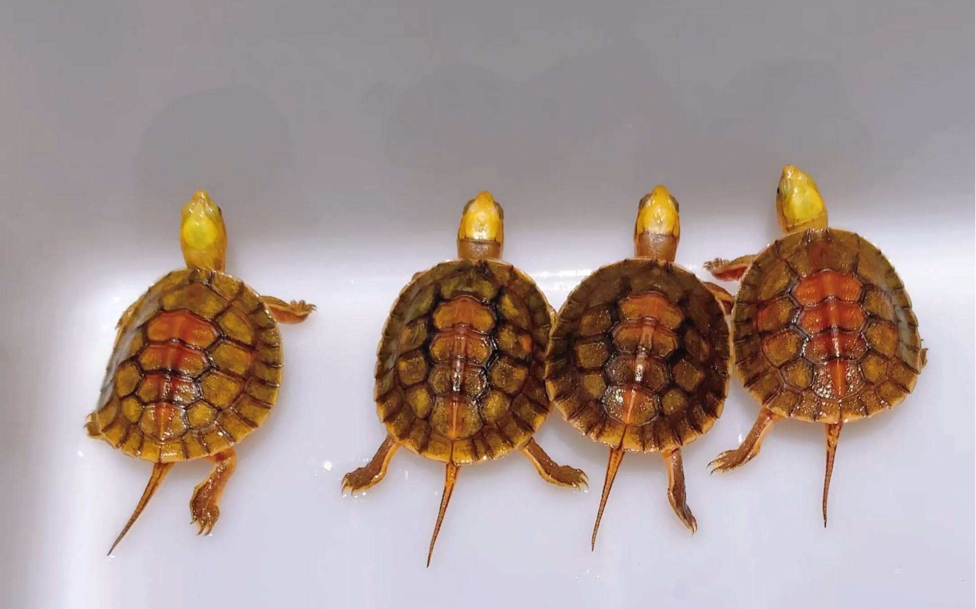 金头闭壳龟苗子