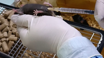 小鼠腹腔注射 操作