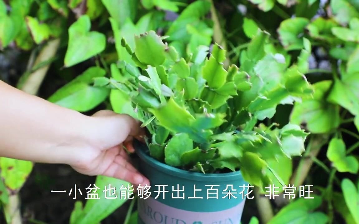 蟹爪兰有小花苞以后,赶紧再加一把“劲”,一次开出几百朵!哔哩哔哩bilibili