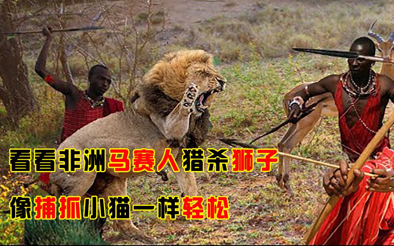 看看马赛人猎杀狮子,像捕抓小猫一样轻松